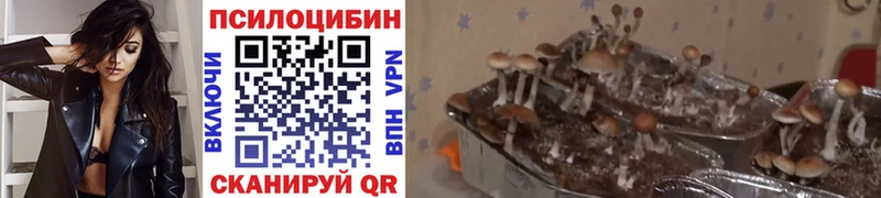 Псилоцибиновые грибы Psilocybe Верхний Уфалей